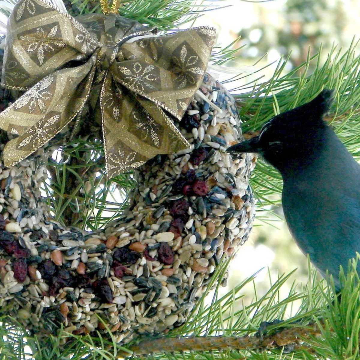 bird seed wreath